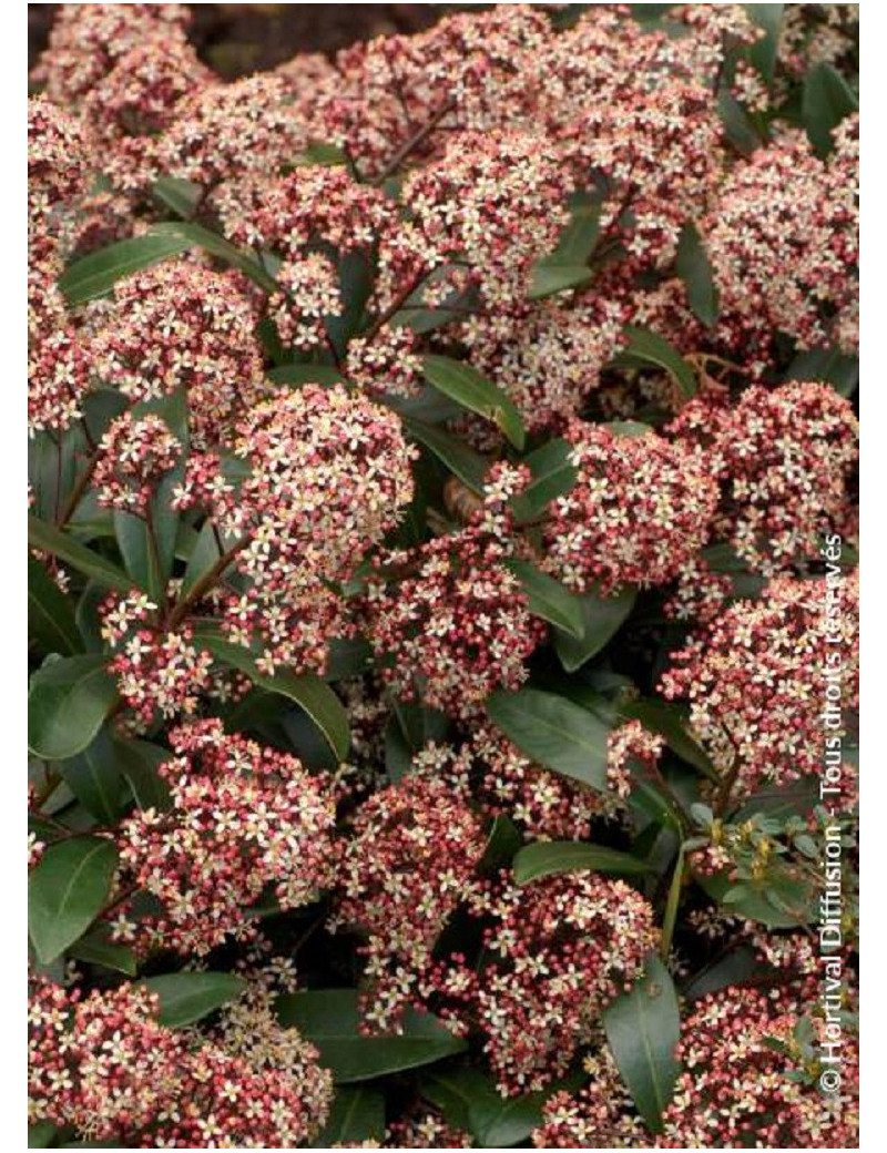 SKIMMIA japonica RUBELLA (Skimmia du Japon)