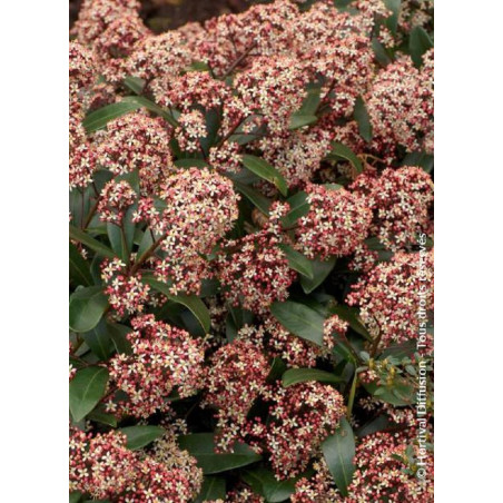 SKIMMIA japonica RUBELLA (Skimmia du Japon)