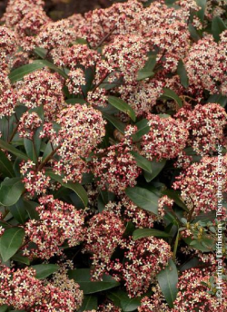 SKIMMIA japonica RUBELLA
