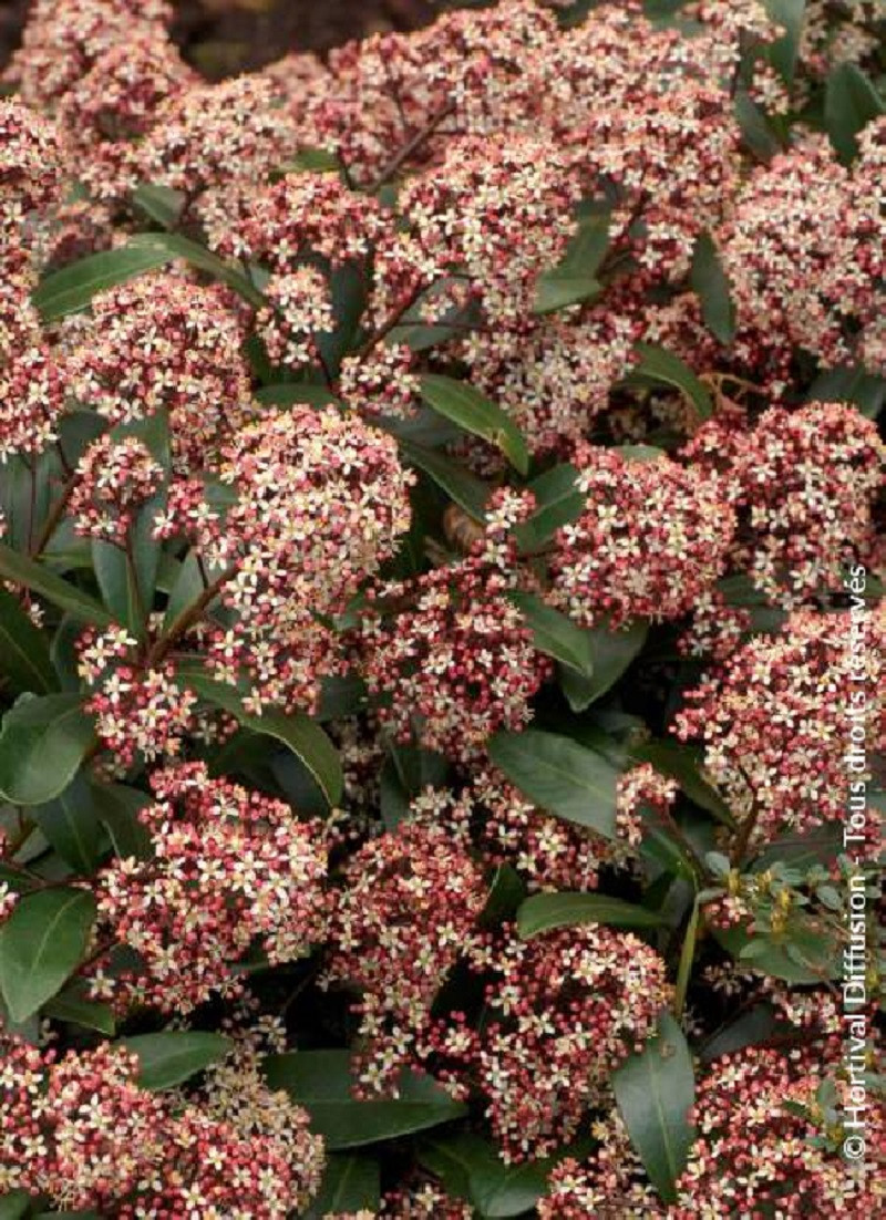 SKIMMIA japonica RUBELLA
