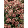 SKIMMIA japonica RUBELLA (Skimmia du Japon)