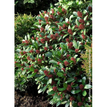 SKIMMIA japonica RUBELLA (Skimmia du Japon)