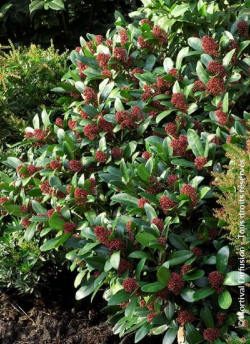 SKIMMIA japonica RUBELLA