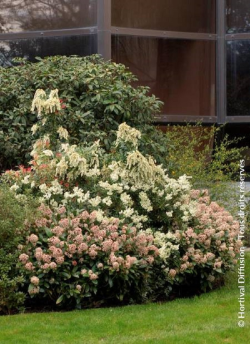 SKIMMIA japonica RUBELLA