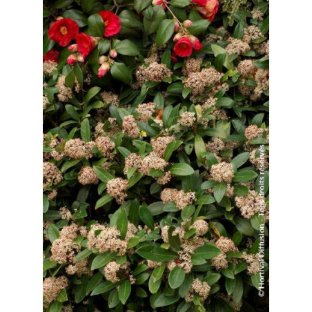 SKIMMIA japonica RUBELLA (Skimmia du Japon)