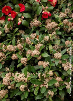 SKIMMIA japonica RUBELLA