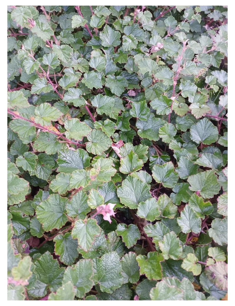 RUBUS BETTY ASHBURNER (Ronce rampante au feuillage persistant)