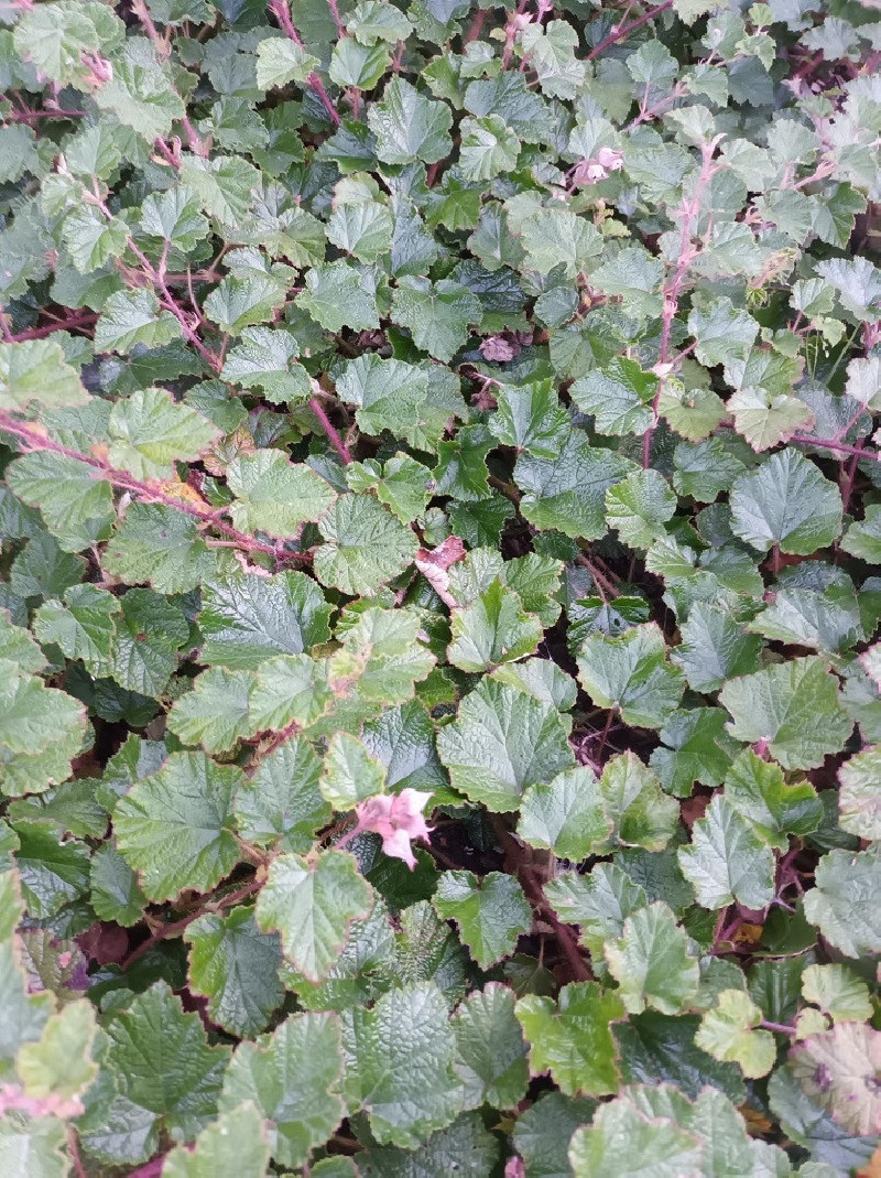 RUBUS BETTY ASHBURNER