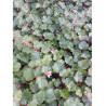 RUBUS BETTY ASHBURNER (Ronce rampante au feuillage persistant)