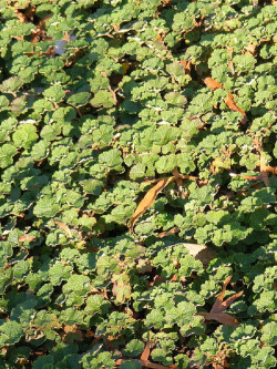 RUBUS BETTY ASHBURNER