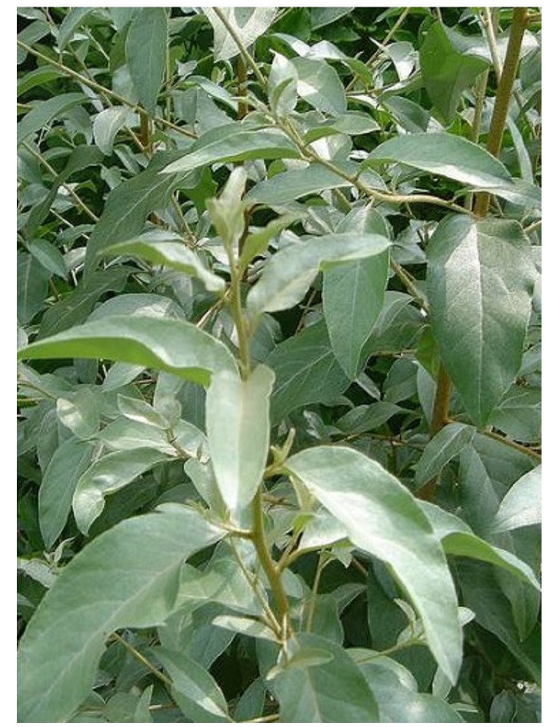 ELAEAGNUS angustifolia (Olivier de Bohème)