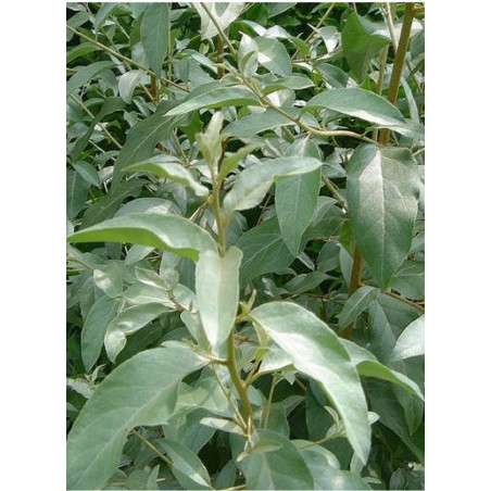 ELAEAGNUS angustifolia (Olivier de Bohème)