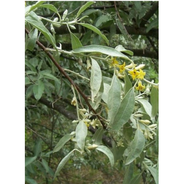 ELAEAGNUS angustifolia (Olivier de Bohème)