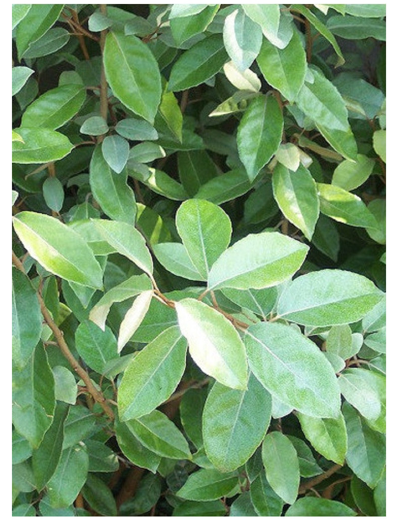 ELAEAGNUS ebbingei (Chalef - Arbre)