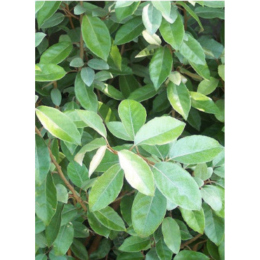 ELAEAGNUS ebbingei (Chalef)