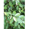 ELAEAGNUS ebbingei (Chalef)