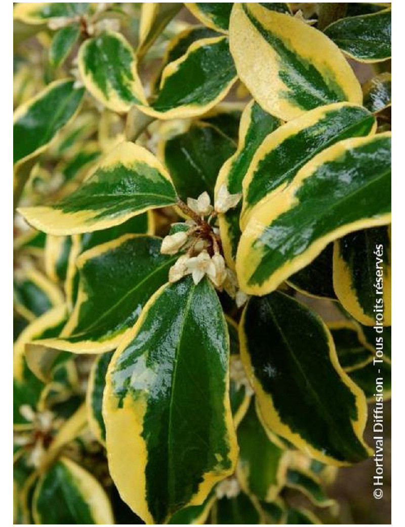 ELAEAGNUS ebbingei Gilt hedge (Chalef panaché)