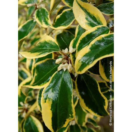 ELAEAGNUS ebbingei Gilt hedge (Chalef panaché)