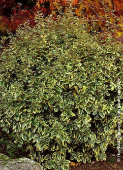 ELAEAGNUS ebbingei Gilt hedge