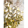 ELAEAGNUS ebbingei Gilt hedge (Chalef panaché)