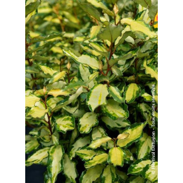 ELAEAGNUS ebbingei MARYLINE® (Chalef)