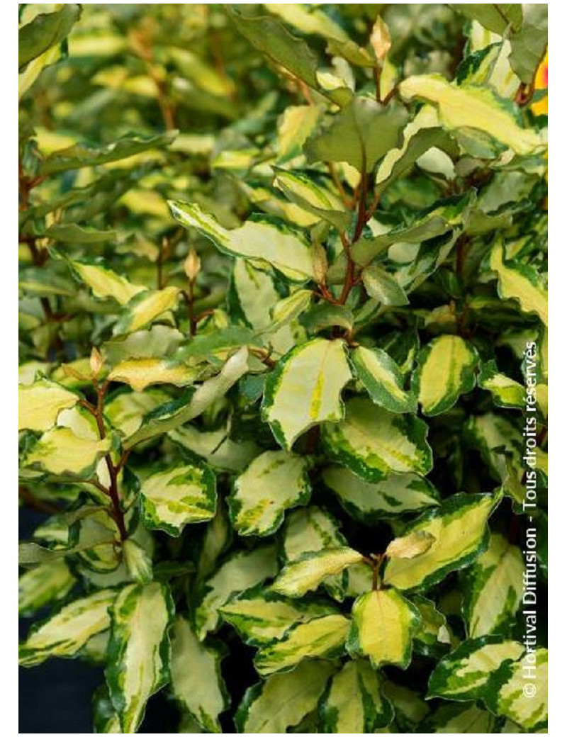 ELAEAGNUS ebbingei MARYLINE® (Chalef)