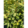 ELAEAGNUS ebbingei MARYLINE® (Chalef)