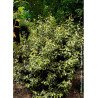 ELAEAGNUS ebbingei MARYLINE® (Chalef)