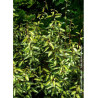 ELAEAGNUS ebbingei MARYLINE® (Chalef)