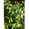 ELAEAGNUS ebbingei MARYLINE® (Chalef)