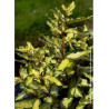 ELAEAGNUS ebbingei MARYLINE® (Chalef)