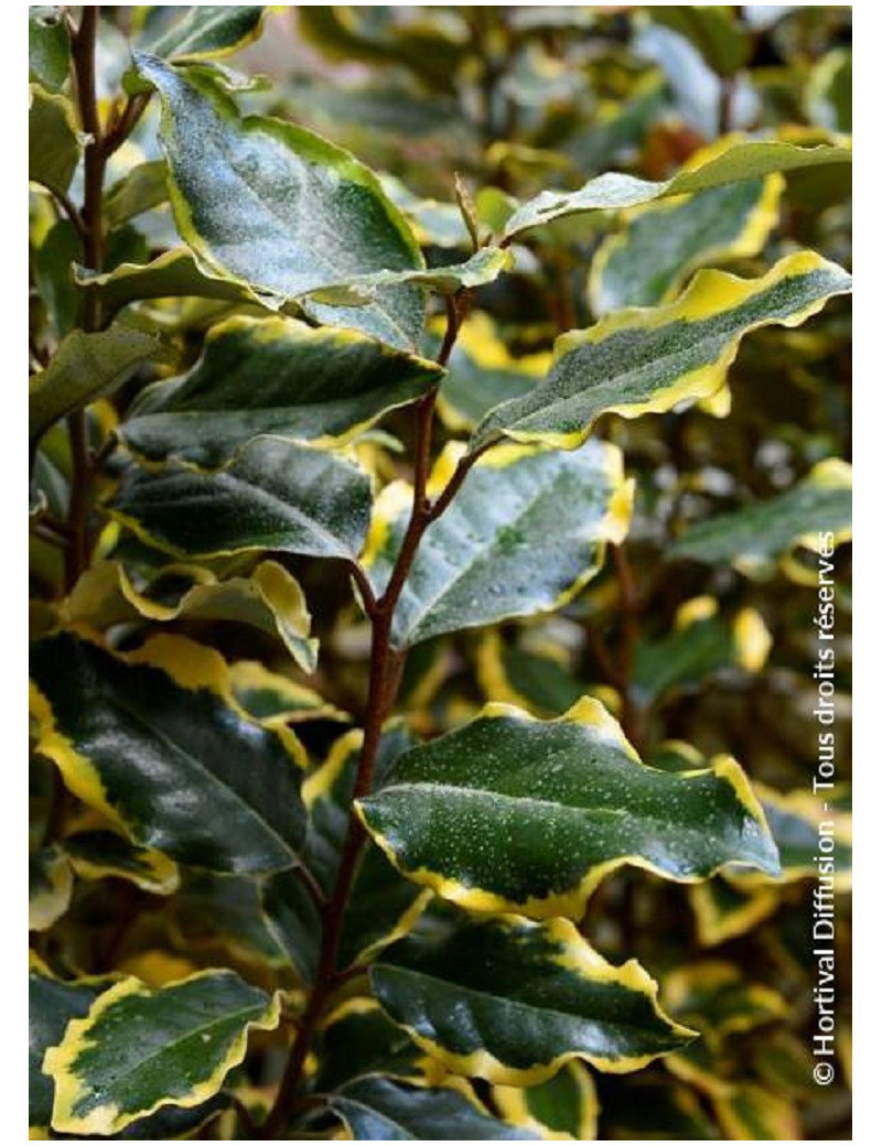 ELAEAGNUS ebbingei VIVELEG® (Chalef panaché - Arbre)