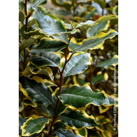 ELAEAGNUS ebbingei VIVELEG® (Chalef panaché - Arbre)