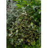 ELAEAGNUS ebbingei VIVELEG® (Chalef panaché - Arbre)