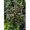 ELAEAGNUS ebbingei VIVELEG® (Chalef panaché - Arbre)