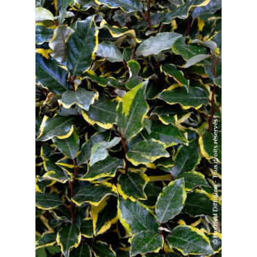 ELAEAGNUS ebbingei VIVELEG® (Chalef panaché - Arbre)