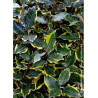 ELAEAGNUS ebbingei VIVELEG® (Chalef panaché - Arbre)