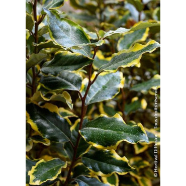 ELAEAGNUS ebbingei VIVELEG® (Chalef panaché)