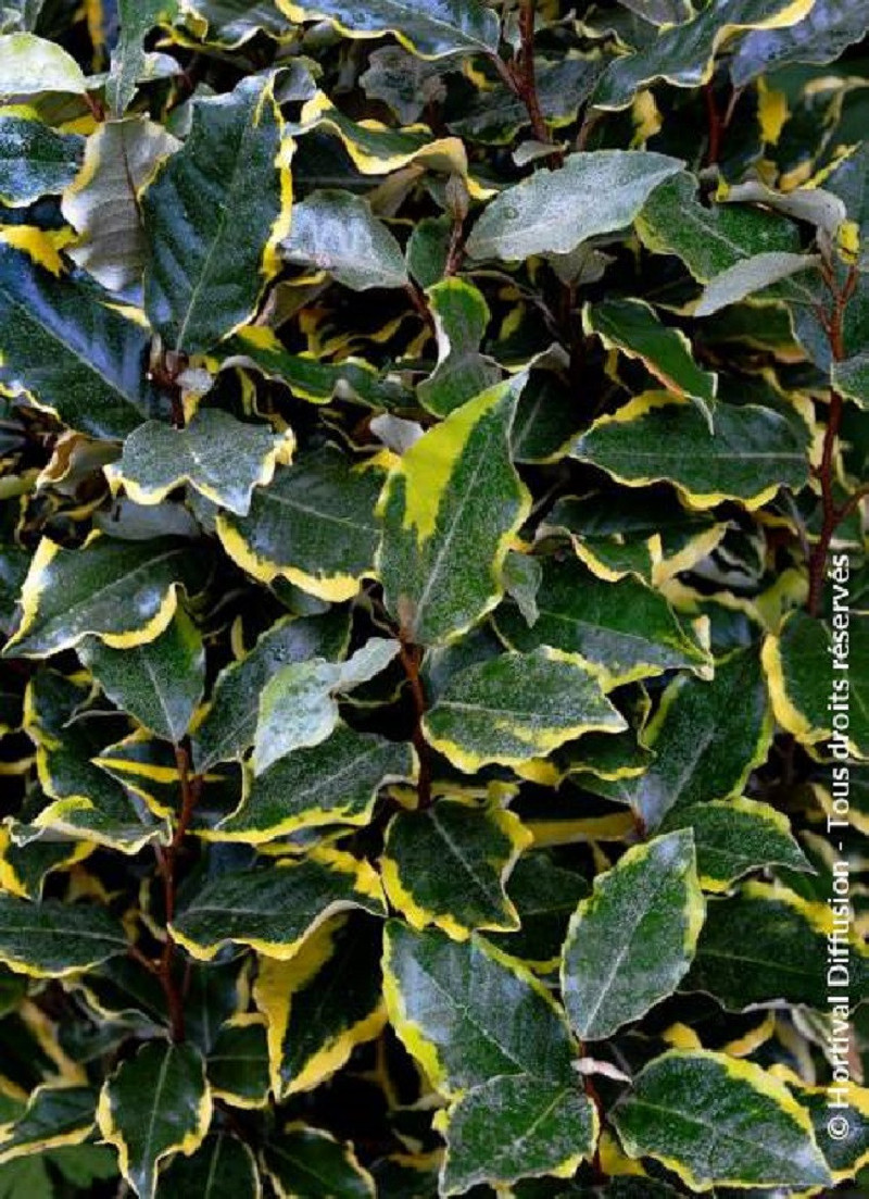 ELAEAGNUS Ebbingei Viveleg Chalef Panach ELAEAGNUS Ebbingei Viveleg Chalef Panach