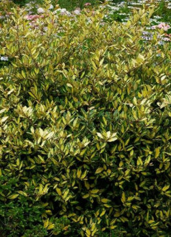 ELAEAGNUS pungens MACULATA AUREA