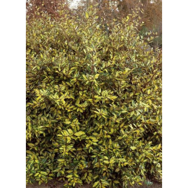 ELAEAGNUS pungens MACULATA AUREA (Chalef panaché)