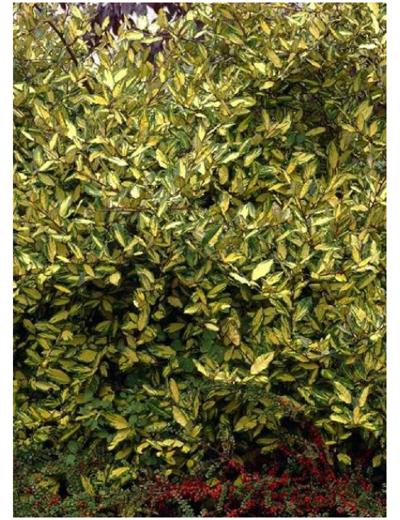 ELAEAGNUS pungens MACULATA AUREA (Chalef panaché)