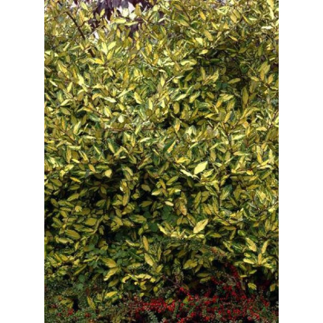 ELAEAGNUS pungens MACULATA AUREA (Chalef panaché)