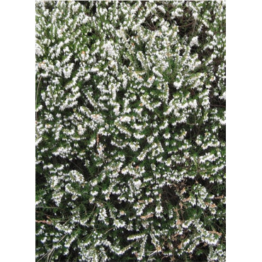 ERICA darleyensis BLANC (Bruyère d'hiver)