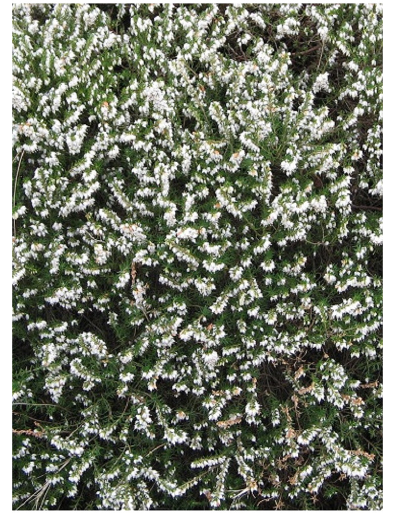 ERICA darleyensis BLANC (Bruyère d'hiver)
