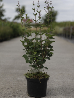 SYRINGA BLOOMERANG  DARK PURPLE En pot de 4-5 litres