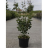 SYRINGA BLOOMERANG ® DARK PURPLE (Lilas) En pot de 4-5 litres forme buisson