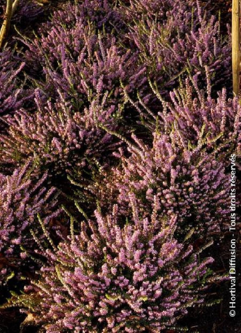 ERICA darleyensis ROSE (Bruyère d'hiver) — free download