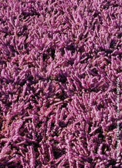 ERICA darleyensis ROSE