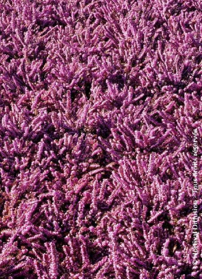 ERICA darleyensis ROSE